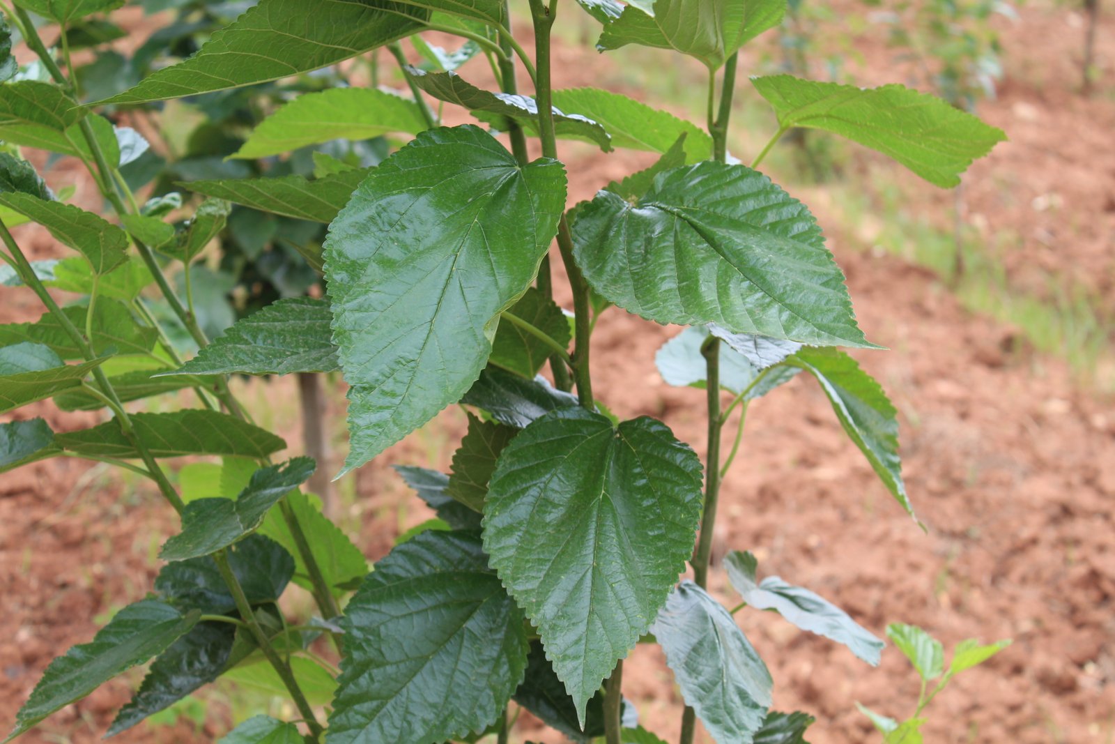 DNA Barcoding & Germplasm